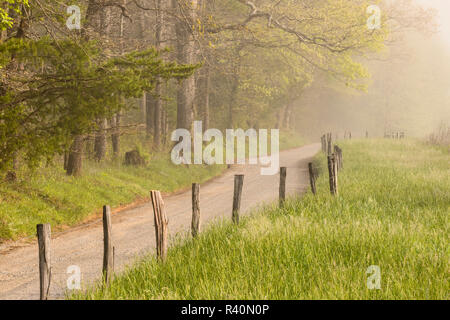 Alberi e recinzioni in mattinata nebbiosa lungo Hyatt Lane, Cades Cove, Great Smoky Mountains National Park, Tennessee Foto Stock