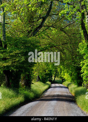 Stati Uniti d'America, Tennessee, Great Smoky Mountains National Park. Lonely strada sterrata in Cades Cove. Foto Stock