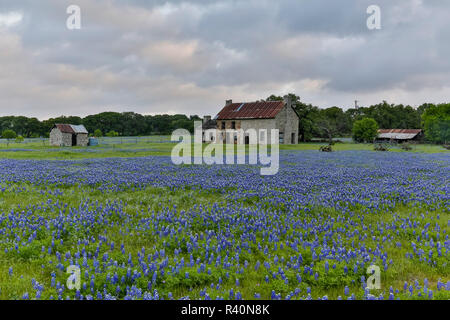 Vecchia fattoria abbandonata con campo di berretti blu, cade in marmo, Texas. Foto Stock
