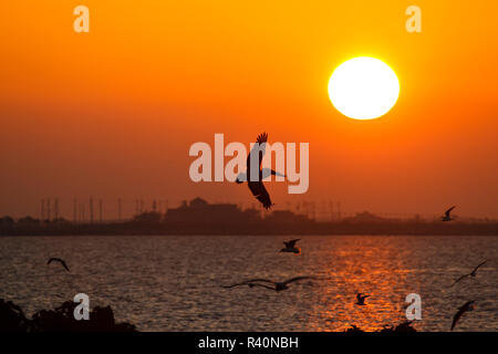 Brown pellicani (Pelecanus occidentalis) in volo Foto Stock