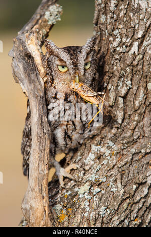 Strillo orientale il gufo comune (Asio otus) sono ' appollaiati nella struttura ad albero Foto Stock