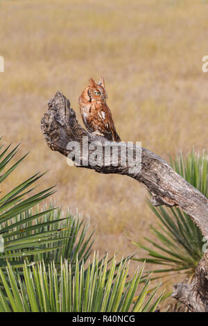 Strillo orientale il gufo comune (Asio otus) sono ' appollaiati nella struttura ad albero Foto Stock