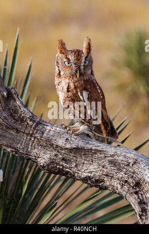 Strillo orientale il gufo comune (Asio otus) sono ' appollaiati nella struttura ad albero Foto Stock