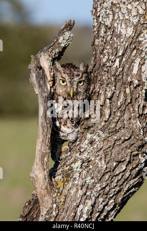 Strillo orientale il gufo comune (Asio otus) sono ' appollaiati nella struttura ad albero Foto Stock