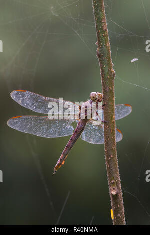 Skimmer Roseate (Orthemis ferruginea) appollaiato sull'erba Foto Stock