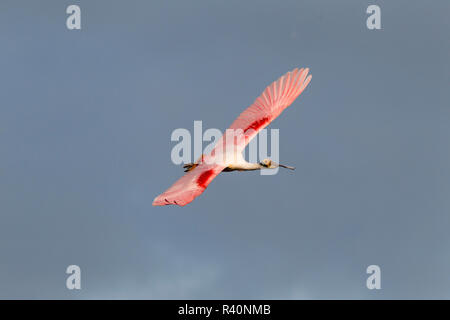 Roseate Spoonbill (Ajaia ajaja) battenti Foto Stock