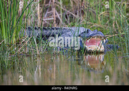 Il coccodrillo americano (Alligator mississippiensis) la ventilazione mentre posa in marsh. Foto Stock