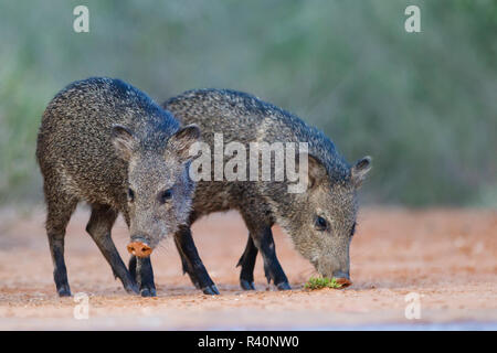 Collare giovani pecari bere Foto Stock