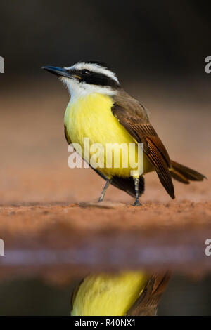 Grande Kiskadee (Pitangus sulfuratus) bere da stagno Foto Stock