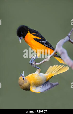 Baltimore Orioles (Icterus galbula) adulti combattimenti Foto Stock