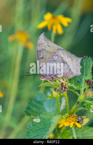 Goatweed Leafwing (Anaea andria), butterfly alimentando in Flower Garden Foto Stock