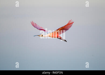 Roseate Spoonbill (Ajaia ajaja) battenti Foto Stock