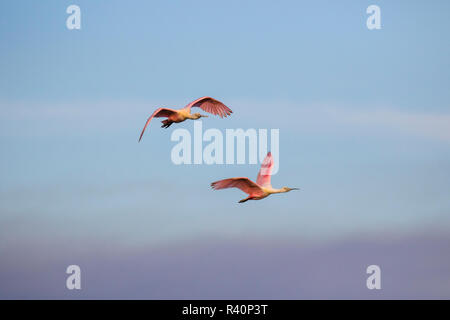 Roseate Spoonbill (Ajaia ajaja) battenti Foto Stock