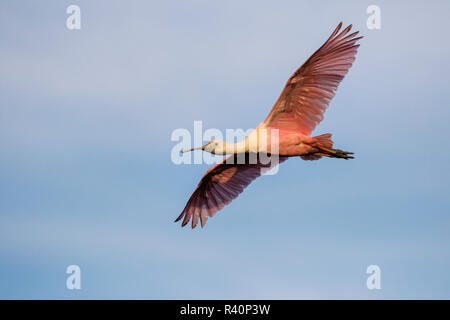 Roseate Spoonbill (Ajaia ajaja) battenti Foto Stock