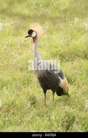 Grey Crowned Crane sull'erba nel profilo Foto Stock