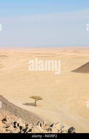 Albero solitario nel deserto Foto Stock