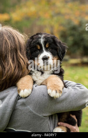 North Bend, nello Stato di Washington, USA. Donna che mantiene i suoi dieci settimane vecchio Bernese cucciolo di montagna. (MR,PR) Foto Stock