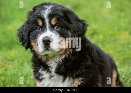 North Bend, nello Stato di Washington, USA. Dieci settimane vecchio Bernese cucciolo di montagna seduti nel parco. (PR) Foto Stock