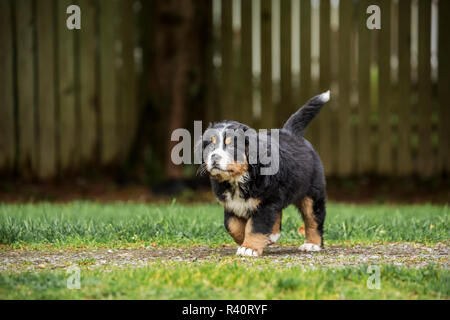 North Bend, nello Stato di Washington, USA. Dieci settimane vecchio Bernese cucciolo di montagna a piedi nel parco. (PR) Foto Stock