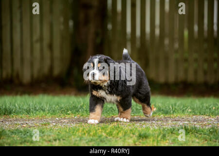 North Bend, nello Stato di Washington, USA. Dieci settimane vecchio Bernese cucciolo di montagna a piedi nel parco. (PR) Foto Stock