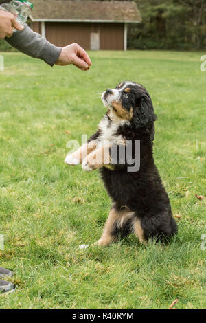 North Bend, nello Stato di Washington, USA. Dieci settimane vecchio Bernese cucciolo di montagna di essere ricompensato con un trattamento. (PR,MR) Foto Stock