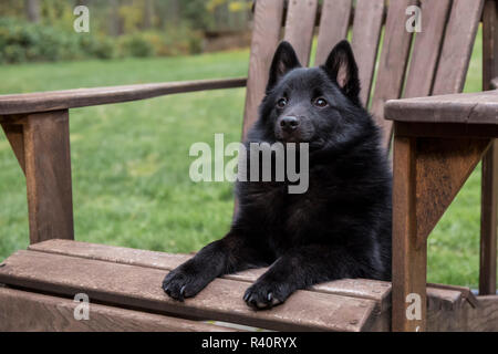 Valle di acero, nello Stato di Washington, USA. Schipperke cucciolo riposa in un prato di legno sedia. (PR) Foto Stock