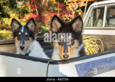 Bothell, nello Stato di Washington, USA. Due quindici settimane vecchio ruvido Cuccioli Collie in attesa nella parte posteriore di un carrello di prelievo. (PR) Foto Stock