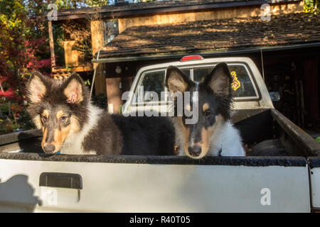 Bothell, nello Stato di Washington, USA. Due quindici settimane vecchio ruvido Cuccioli Collie in attesa nella parte posteriore di un carrello di prelievo. (PR) Foto Stock