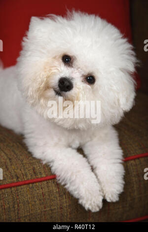 Bichon Frise cane sdraiato sul lettino. (PR) Foto Stock