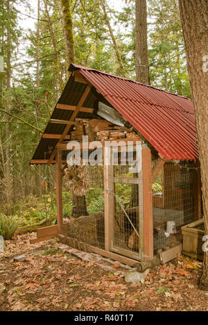 Issaquah, nello Stato di Washington, USA. Buff Orpington e bloccate Plymouth Rock polli dentro la loro mano, non-coop industriali. (PR) Foto Stock