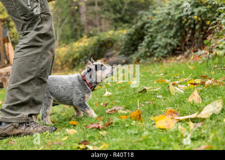 Issaquah, nello Stato di Washington, USA. L'uomo la sua formazione 10 settimane vecchio Miniature pinscher cucciolo. (MR,PR) Foto Stock