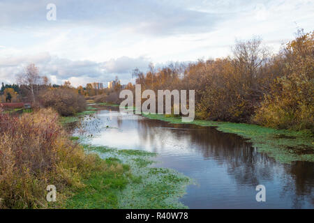 Stati Uniti d'America, nello Stato di Washington, Bellevue, Mercer Slough Natura Park Foto Stock