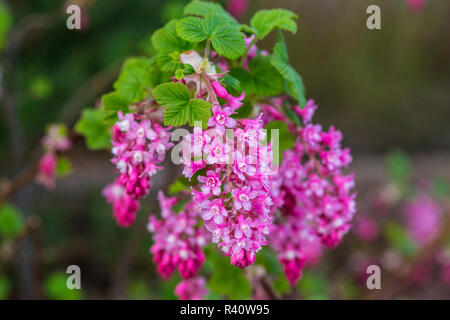 Bremerton, nello Stato di Washington. Luce e buio rosa selvatica floreale corrente fiorisce il flusso da foglie verdi Foto Stock