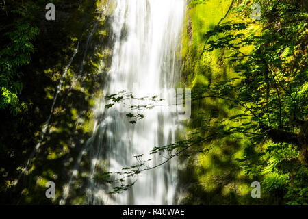 Stato di Washington, USA, Olympic Mountains. Il Parco nazionale di Olympic. Fiume Elwha, foglie di acero su moss a Madison Creek Falls Foto Stock