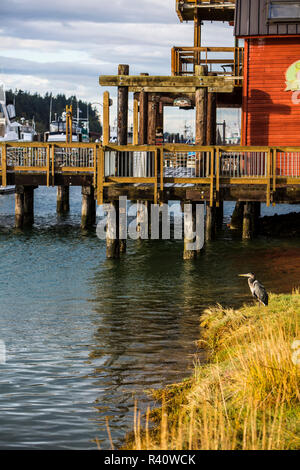 La Conner, nello Stato di Washington. Airone blu in canneti accanto a una barca dock Foto Stock