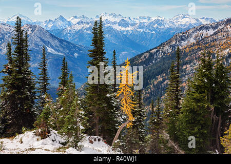 Stato di Washington, Wenatchee National Forest, golden larice e North Cascade Mountains Foto Stock