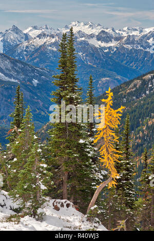 Stato di Washington, Wenatchee National Forest, golden larice e North Cascade Mountains Foto Stock