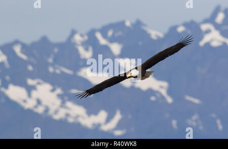 Aquila calva in volo Foto Stock