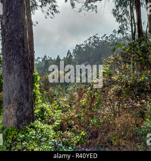 Laurisilva di Madeira Island dal maltempo Foto Stock