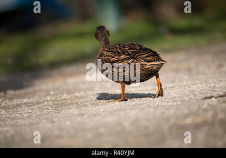 Un anatra sulla sponda laterale Foto Stock