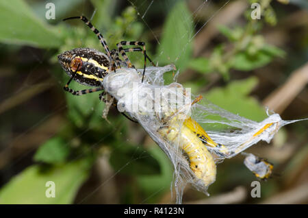 Nastrare Argiope, Argiope trifasciata, con grasshopper, Famiglia Acrididae, preda Foto Stock