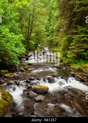 Stati Uniti d'America, Oregon, Siuslaw National Forest. Sweet Creek Foto Stock