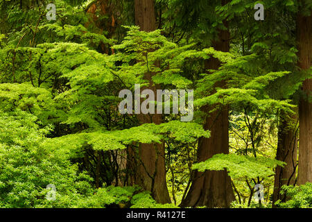 Alberi di acero, Portland Giardino Giapponese, Washington Park a ovest colline di Portland in Oregon Foto Stock