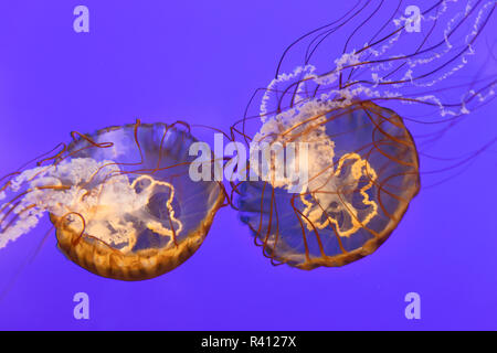 Pacifico mare Meduse di ortica, Chrysaora fuscescens, Oregon Coast Aquarium, Newport, Oregon Foto Stock