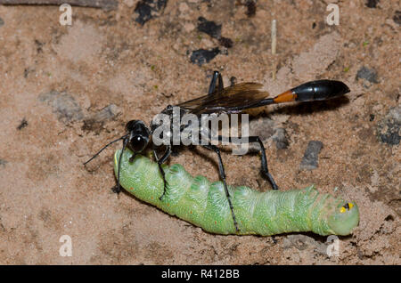 Thread-cintata Wasp, Ammophila sp., femmina wiith caterpillar preda Foto Stock