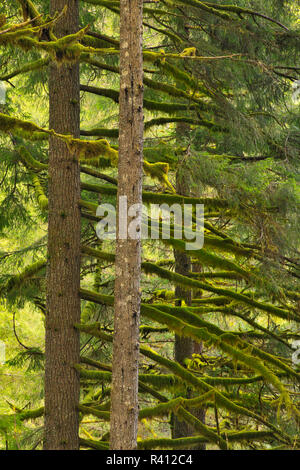 Stati Uniti d'America, Oregon, Silver Falls State Park. Douglas Fir alberi coperti di muschio. Credito come: Steve Terrill Jaynes / Galleria / DanitaDelimont.com Foto Stock