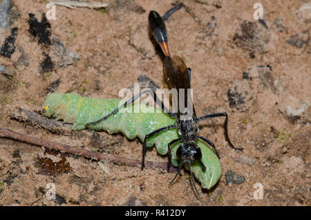 Thread-cintata Wasp, Ammophila sp., femmina wiith caterpillar preda Foto Stock