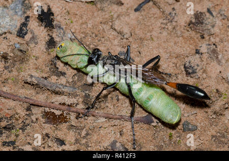 Thread-cintata Wasp, Ammophila sp., femmina wiith caterpillar preda Foto Stock