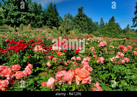 Stati Uniti d'America, Oregon, Portland. Portland Rose Garden a Washington Park. Credito come: Steve Terrill Jaynes / Galleria / DanitaDelimont.com Foto Stock