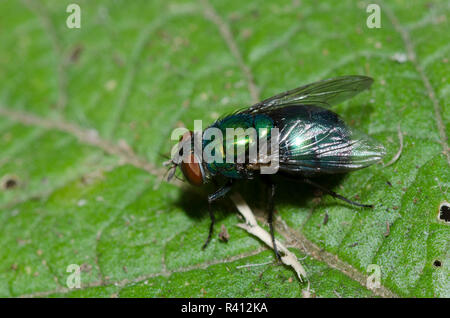 Soffiare Fly, Lucilia sp. Foto Stock